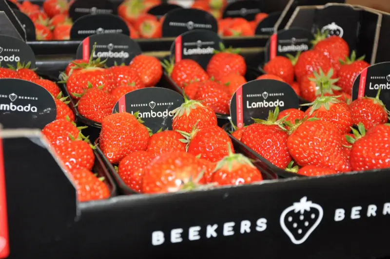 Dozen vol rode Lambada-aardbeien